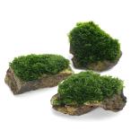 ( водоросли )* выращивание settled * premium зеленый Moss способ гора камень М размер ( примерно 14cm)( подводный лист )( нет пестициды )(3 шт )