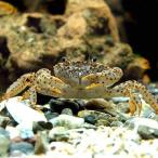 ( креветка * краб ) Leopard * Club (1 шт ) Hokkaido * Kyushu авиапочта необходимо теплоизоляция 