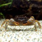 ( креветка * краб )tu TIKKA la-* Club (1 шт ) Hokkaido * Kyushu авиапочта необходимо теплоизоляция 