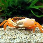 ( креветка * краб )sawagani красный (3 шт )