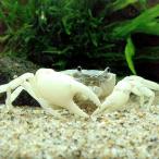 ( креветка * краб )sawagani голубой (3 шт )