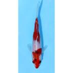( цветной карп ). белый |kou Haku ni type goi8~13cm(1 шт )