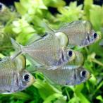 アップルヘッド・グラスパーチ北海道...