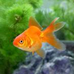 ( местного производства золотая рыбка ) Ryuukin (3 шт )