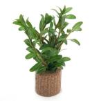 ライフマルチアラグアイアレッドロタラ