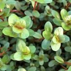 ( водоросли )ro треска ro тонн tifo задний Вьетнам H*ra( водный лист )( нет пестициды )(10шт.@)