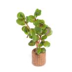 ライフマルチロタラロトンディフォリ...