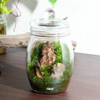 ( декоративное растение )GEXbotolium бутылка мед .. камень расположение конечный продукт (1 шт )
