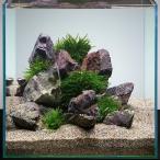 ( креветка )( водоросли ) bee shrimp ... водоросли расположение комплект организм есть Хонсю Сикоку ограничение 