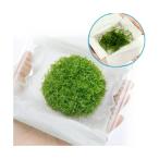 ウィローモス＆ラージリシア