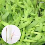 青花ミミカキグサウトリクラリアグラ...