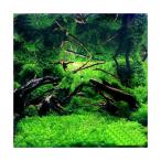 ( водоросли ) вода перо ( подводный лист )( нет пестициды )( половина упаковка )