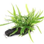 ( водоросли ) микро санки um narrow имеется коряга Toro pika производства ( водный лист )( нет пестициды )( 1 шт. )