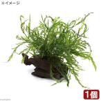 ( водоросли )bo рубин tishyutiroti имеется коряга Toro pika производства ( нет пестициды )( 1 шт. )