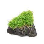 ( водоросли ) наматывать длина новый Large pearl-grass способ гора камень S размер ( примерно 10cm)( водный лист )( нет пестициды )(1 шт )