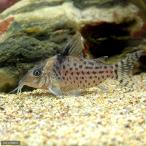 ( тропическая рыба ) Corydoras *agasiji.( wild )(1 шт ) Hokkaido * Kyushu авиапочта необходимо теплоизоляция 