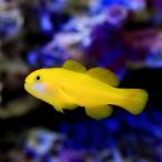 ( морская рыба ) желтый коралл - ze(1 шт ) Hokkaido * Kyushu авиапочта необходимо теплоизоляция 