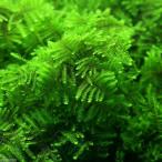 ( водоросли ) Moss sp. Pal ke-tase форель флуоресценция зеленый модель ( нет пестициды )(5 упаковка )