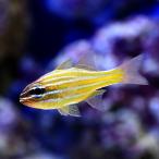 ( морская рыба ) Okinawa производство gold senisimochi(1 шт )