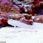 （海水魚）ミズタマハゼ（１匹）