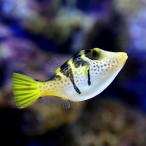 （海水魚）シマキンチャクフグ（１匹）　北海道・九州