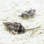 ( морская рыба ).ryu поплавок .um белый gai низ песок . другой уборка (1 шт )