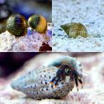 ( морская рыба ).* рак-отшельник очиститель комплект S размер koke* низ песок. уборка (1 комплект ) Hokkaido * Kyushu авиапочта необходимо теплоизоляция 