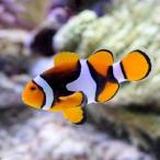 ( морская рыба )pe Lucra Crown ( wild )(1 шт ) Hokkaido * Kyushu авиапочта необходимо теплоизоляция 