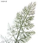 ハーブ苗フェンネルブロンズ３号家庭菜園