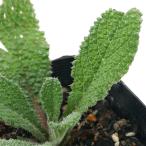 ( декоративное растение ) трава рассада bo Rige k Lee булавка g3 номер (1 pot ) огород 