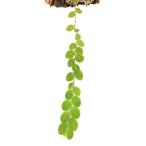 ショッピングテラリウム （テラリウム）洋ラン　レパンテス（アンディニア）　ヌンムラリア（１株）　北海道航空便要保温