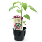 （観葉植物）野菜苗　トウガラシ　万願寺とうがらし　３〜３．５号（３ポット）　伝統野菜　家庭菜園