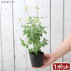 ( декоративное растение ) трава рассада шалфей Cherry шалфей желтый 3 номер (1 pot ) огород 