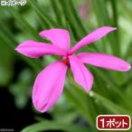 ( луговые и горные травы )atsu The kla( load hipokisis) Дональд man 3 номер (1 pot )(.. состояние )