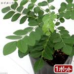 ( декоративное растение ) трава рассада карри leaf. рассада 3 номер (1 pot ) огород 