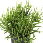 （観葉植物）リプサリス　プリスマチカ　３号（１鉢）
