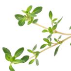 ( декоративное растение ) трава рассада время Ray ta-3 номер (1 pot ) огород почвопокровные растения 