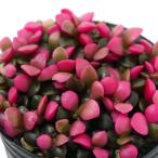 ( суккулентное растение ) дыра can pse Roth Sakura дуть снег ( Sakura ...) 1~1.5 номер (1 pot )