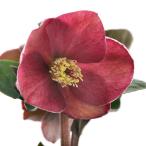 （観葉植物）クリスマスローズ　氷の薔薇　ブルネロ　５号（１鉢）