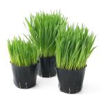 ( декоративное растение ) длина . можно выбрать домашнее животное стакан . пшеница ( длина .* стандартный * короткий .) 3 номер ( каждый 1 pot ) нет пестициды 