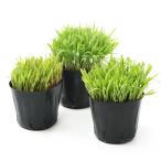 ( декоративное растение ) длина . можно выбрать Hsu Dan стакан ( длина .* стандартный * короткий .) 3 номер ( каждый 1 pot ) нет пестициды 