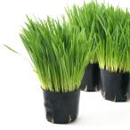 ( декоративное растение ) домашнее животное стакан . пшеница кошка Chan. .3 номер (1 pot ) нет пестициды 