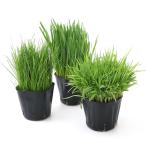 ( декоративное растение ) мягкость сырой трава пробный 3 вид ( домашнее животное стакан * итальянский lai стакан * Hsu Dan стакан )(1 комплект ) кошка . нет пестициды 