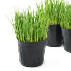 ( декоративное растение ) итальянский lai стакан 3 номер (5 pot ) PVP нет пестициды 