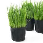 ( декоративное растение ) длина . можно выбрать итальянский lai стакан ( длина .) 3 номер (3 pot ) нет пестициды 