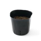 ( декоративное растение ) длина . можно выбрать итальянский lai стакан ( прорастание передний ) 3 номер (3 pot ) нет пестициды 