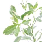 ( декоративное растение ) трава рассада шалфей Cherry шалфей . ввод красный 3 номер (1 pot ) огород 