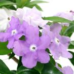 ( декоративное растение ) запах van matsuli4~5 номер (1 горшок )