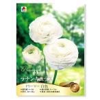 球根ラナンキュラスドリーマー白色７球詰