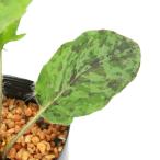 ( луговые и горные травы ) язык popo(.. Британия )uzlaba язык popo3 номер (1 pot )(.. состояние )